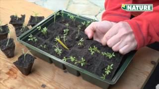 PROPAGATOR 6020204