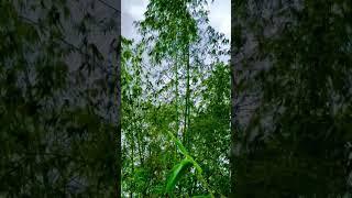 #bambusoideae #Bamboos #Bamboo 29 August 2024