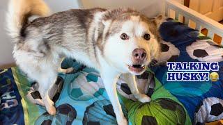 Talking Husky Argues With Dad Refusing To Leave! He’s Hilarious!!