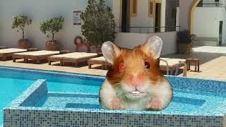 Harry the Hamster Pool Time