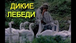 ФИЛЬМ-СКАЗКА "Дикие лебеди"  1987 г.