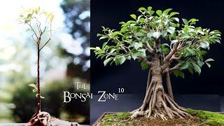 31 Years of My Ficus microcarpa, The Bonsai Zone, Dec 2023