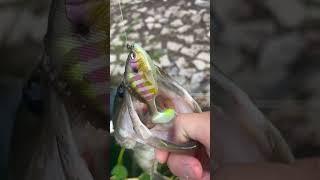 Secret weapon! #shorts #bassfishing #basslake #fishing #lakelife #bass #sportfishing #fish #fun #1k