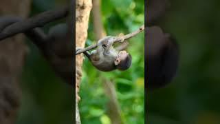 Most amazing job...cutie monkey guy