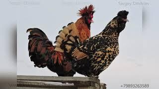 #Павловские_куры Pavlovskie #chickens Altai Barnaul Зима 2020