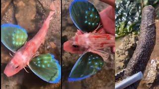 Catching seafood (amazing video clips)#13| minleo|