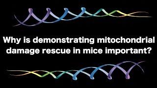 Why is Demonstrating Mitochondrial Rescue in Mice So Important? | Lifespan.io Crowdfunding Campaign