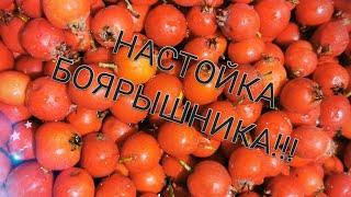 НАСТОЙКА БОЯРЫШНИКА!!!