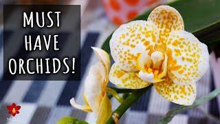 Amazing Phalaenopsis Orchids you should have!