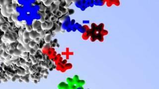 Arecor: Protein amino acid side-chain proton exchanges (with explanatory text)