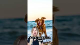  Before you take your dog camping, watch this! #shorts #campingwithdogs #dog #doglover #dogshorts