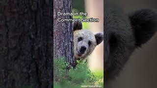 The FUNNIEST Wildlife Photos of the Year | LX News