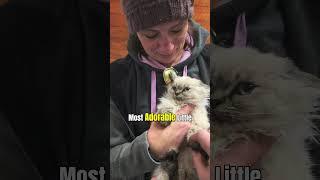 Kathy's Curly Kittens At Windy Hill Pets #windyhillpets.com #kittens #cattery #smallcats