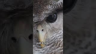 Owls - The Parliament of the Night #facts #wildlifeentertainment #animals #shorts