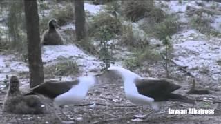 Wildlife Courtship Rituals