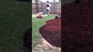 Installing RED MULCH And Complete Yard CLEANUP #lawncare #lawncarelife #shorts #landscaping #howto