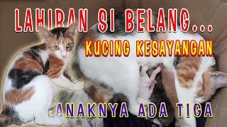 SIBELANG // KUCING KESAYANGAN MELAHIRKAN // ANAKNYA ADA TIGA