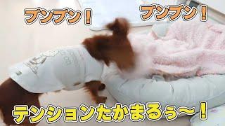 テンションたかまるぅ～！　ひみつきちなう！#2  (ミニチュアダックス チワワ パピヨン マルペキ ビションフリーゼ マルチーズ ポメラニアン)