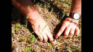 Truffle Hunting 2 - King of Truffles