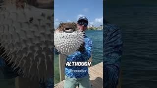 Puffer fish #shorts #science