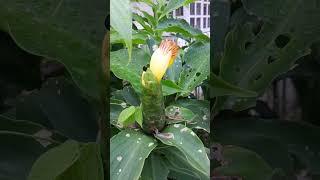 insulin flower plant//kuya mar tv #diabetes #teamgala #ofw #fypシ゚viral #viralvideo #nature