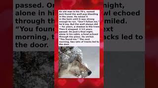 He Raised the Wolf Pup in Secret… Then It Came Back for Him