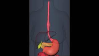 peristaltic movement of stomach esophagus (3D Animation)
