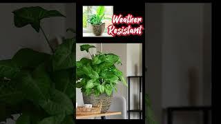 Elevate Your #Garden Space: SG Traders #Spiral #GardenPot