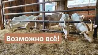 Меняем генотип коз