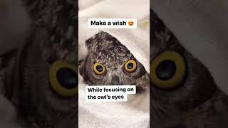 Lucky owl is here to fulfill ur wishes ️make a wish   #shorts #trend #viral #love #wealth #money