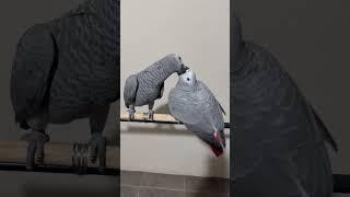 African Grey Parrots Birds