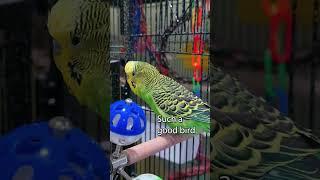 Beep Beep! - Boba the Budgie - Talking Parakeet #shorts