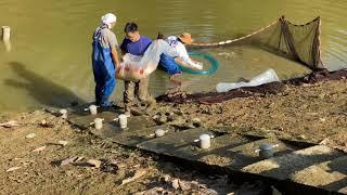 2019 Nogami Azukari Koi Harvest