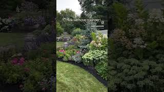 The early August garden takes the gold! #garden #gardening #olympics #hydrangea #backyardgardening