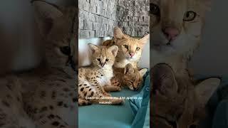 Сервал или Саванна? #cats #cat #kitten #animal#саванна#сервал#саваннаф1#savannahf1#serval