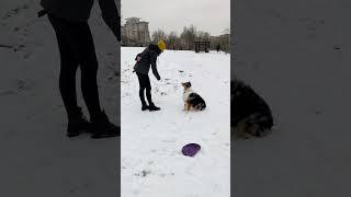 АО Тея - первые флипы #Aussie  #dogfrisbee #discdog #shepherd #dogtraining