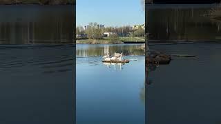 Утро,просто очень красивое видеонемое  лебеди как цветы на воде🪷swan turned into flower