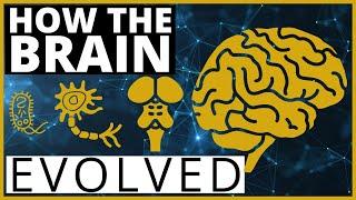 The Evolution of the Brain