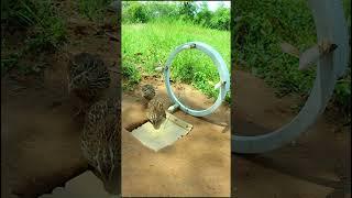 Great bird trap, unique quail trap #shorts