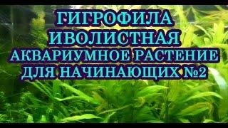 Гигрофила Иволистная. Аквариумное растение для начинающих №2 Освещение 0.3-0.5 вт на литр