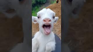 معزة ام لسان طويل | معزة تاكل برتقال | خروف العيد | goat | راعي الاغنام