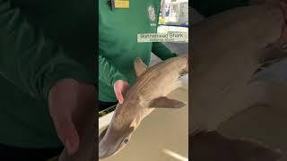 Shark Smart Facts: Bonnethead Shark