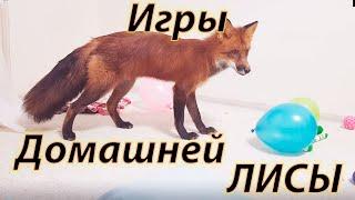 Как играет Лиса в квартире. Игрища Лиса)