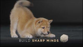 Puppy Food with Advanced Nutrition from Purina Pro Plan
