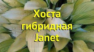 Хоста гибридная Жаннет. Краткий обзор, описание характеристик hosta hybrida Janet