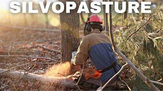 How to Turn Woods into Pasture for Animals | Silvopasture