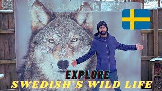 Exploring Sweden's Wild Life  | Saqib Keerio