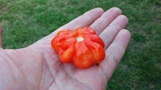 The "Turkiye Yildizi" a Pod Review for Judy of PepperLover com