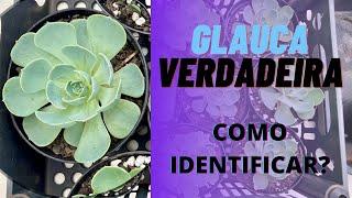 ECHEVERIA GLAUCA COMO IDENTIFICAR???  PARECE MAS NÃO É! EP:15