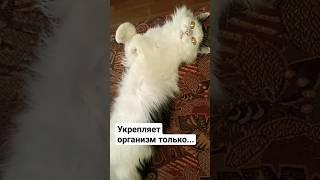 кот Феликс #животные #cats